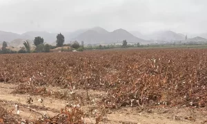 Cotton field