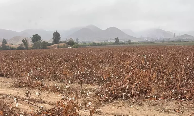 Cotton field