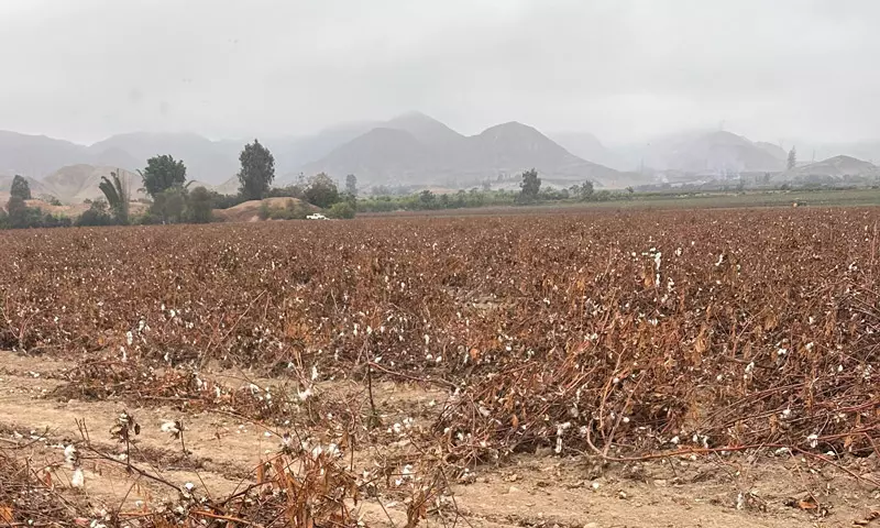 Cotton field