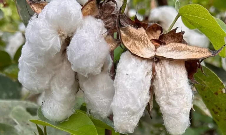 Cotton