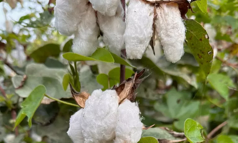 Cotton