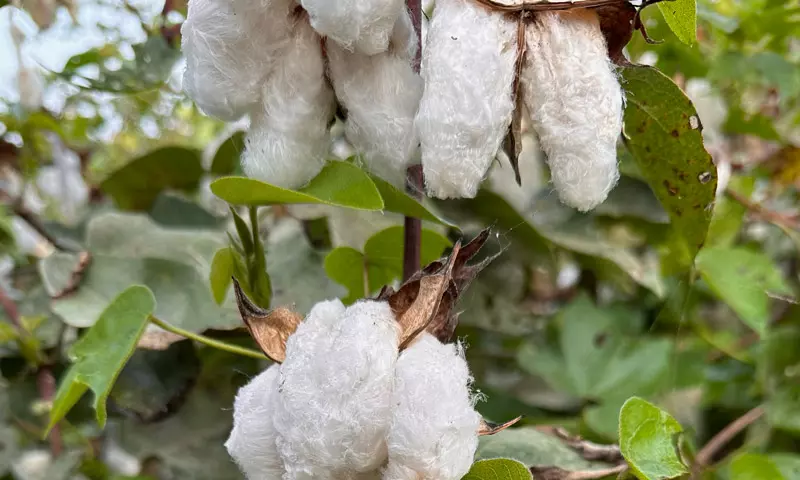 Cotton