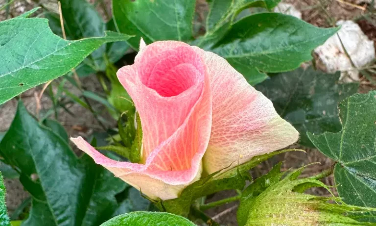 pima cotton