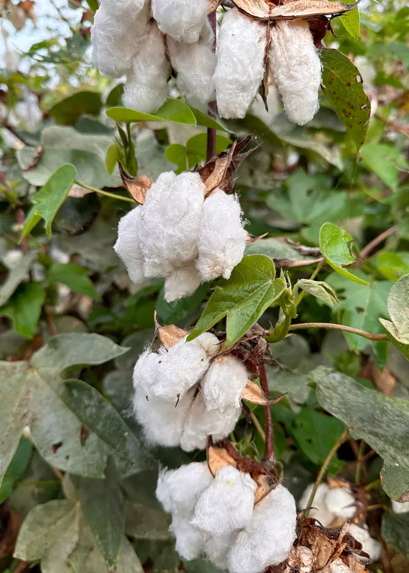 teesfortrees_pic_06