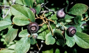 Hidden Berry from the Heart of the Andes