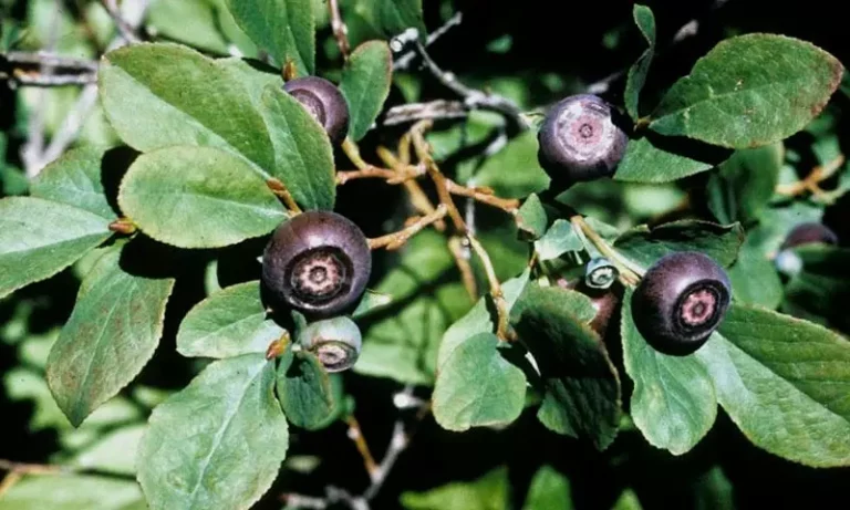 Hidden Berry from the Heart of the Andes