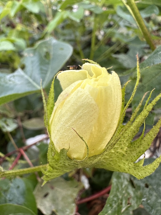Pima Cotton ELS Explained